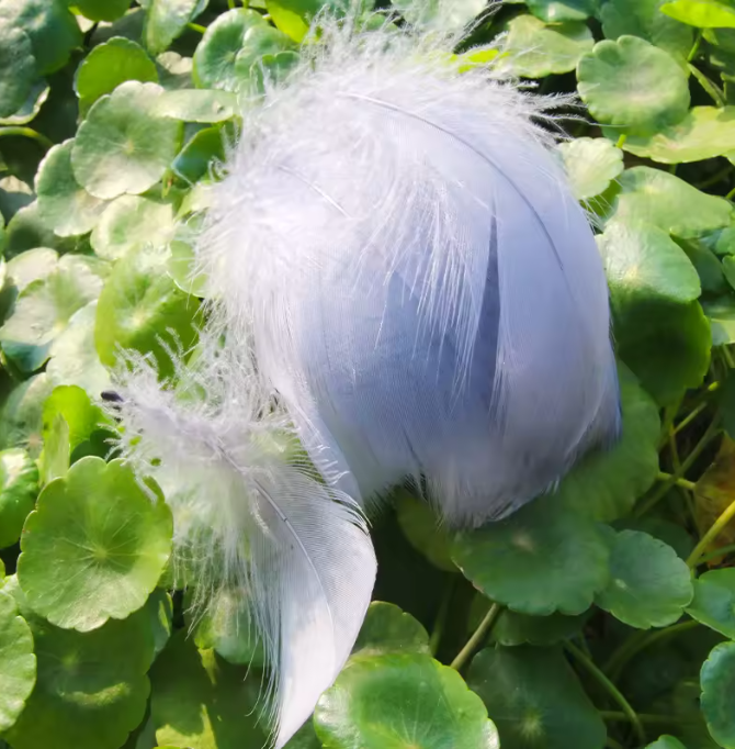 Florette Dyed Feathers