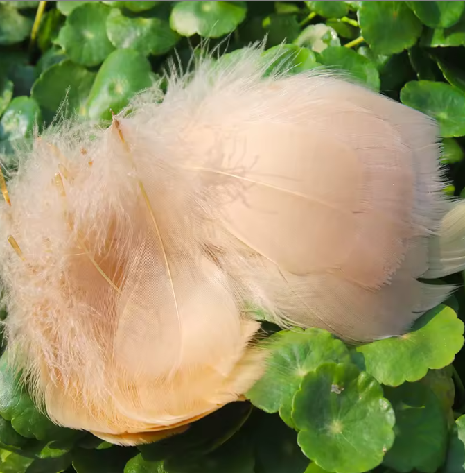 Florette Dyed Feathers