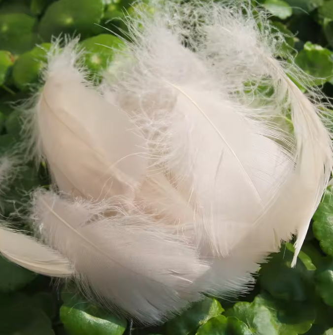 Florette Dyed Feathers