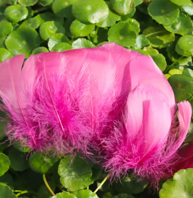 Florette Dyed Feathers